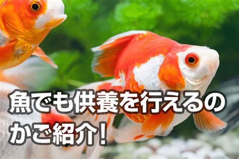 金魚埋葬|金魚の供養方法と注意点【金魚や熱帯魚を亡くした後の埋葬・火。